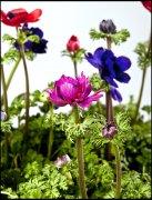 vvbvanbree bloemen en planten j  3160